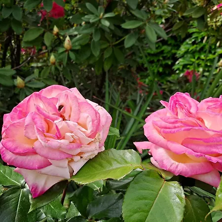Les Magnolias Aubenas