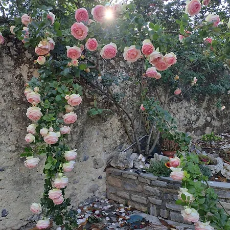 Les Magnolias *